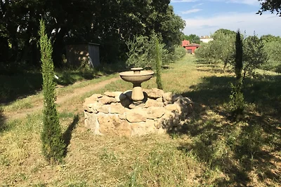 Oliviers et Lavandes