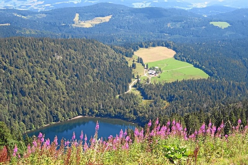 Feldsee im Schwarzwald
