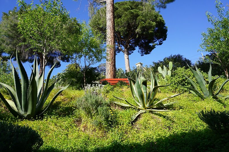 Agaven und Palmen Garten