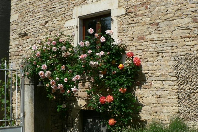 Our roses in the front of the gite