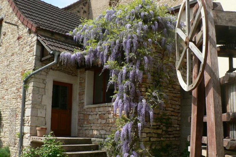 Gite's entrance and its glycine