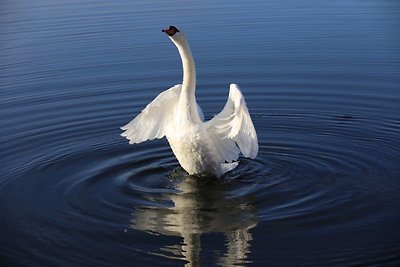 FH Eisvogel - direkt am See !