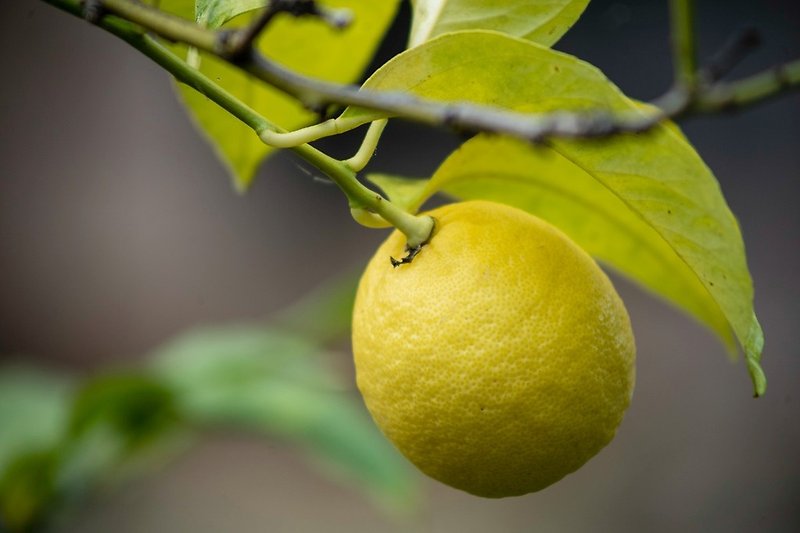 limão = die Zitrone