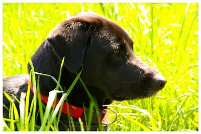 Zomertuin 37 Vakantie met hond