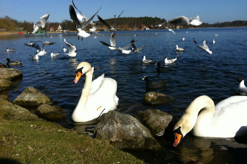 Ein Spaziergang lohnt sich zu jeder Jahreszeit an der Seepromenade von Krakow am See.