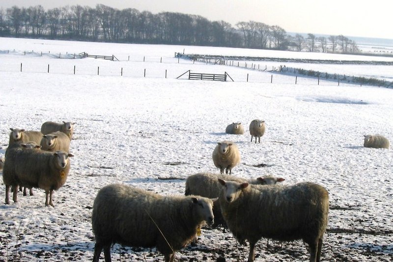 Pecore in inverno
