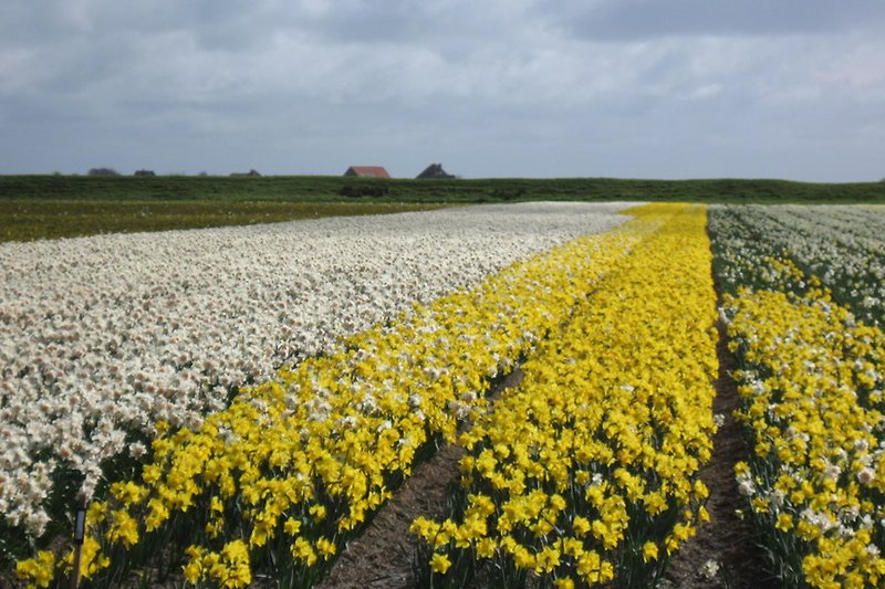 Frühling auf Texel