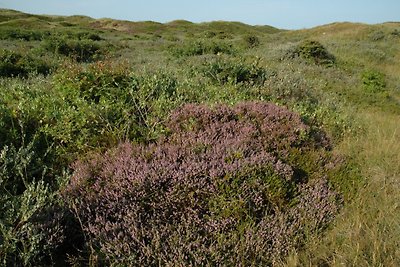 Texel 144 Rés. de Pelikaan