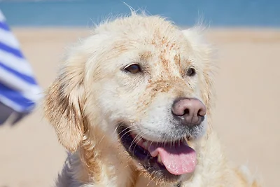 Ostsee-Reetkate mit Pool & Hund