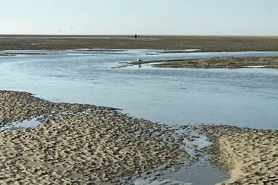 Strandmeeuw Renesse