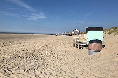 Strandmeeuw Renesse