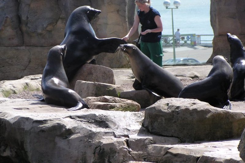 Der berühmte, aus dem TV bekannte Zoo am Meer: Der Eintritt ist für unsere Gäste ebenfalls gratis (genau wie das Erlebnismuseum Phänomenta)!