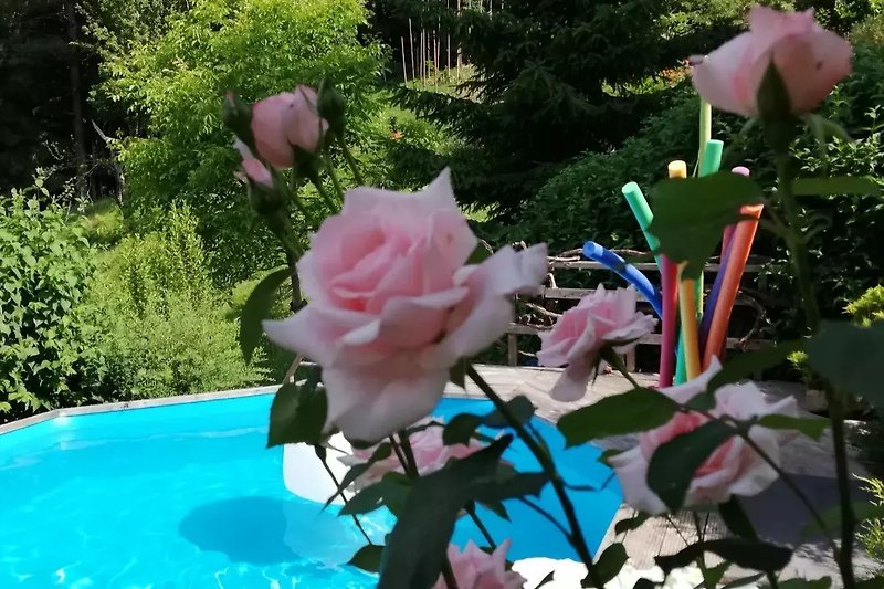 Rosa Blumen und Swimmingpool im Garten.