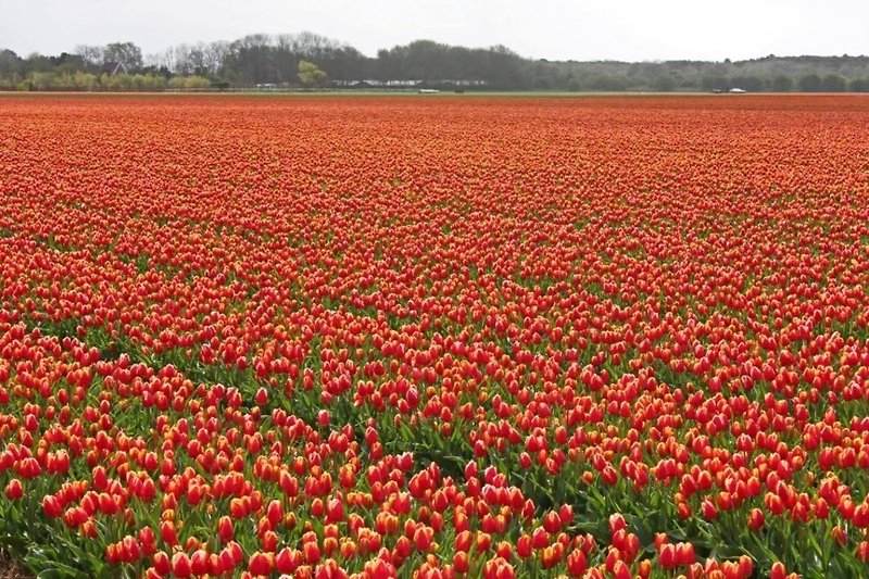 Tulpen im Blumenfeld