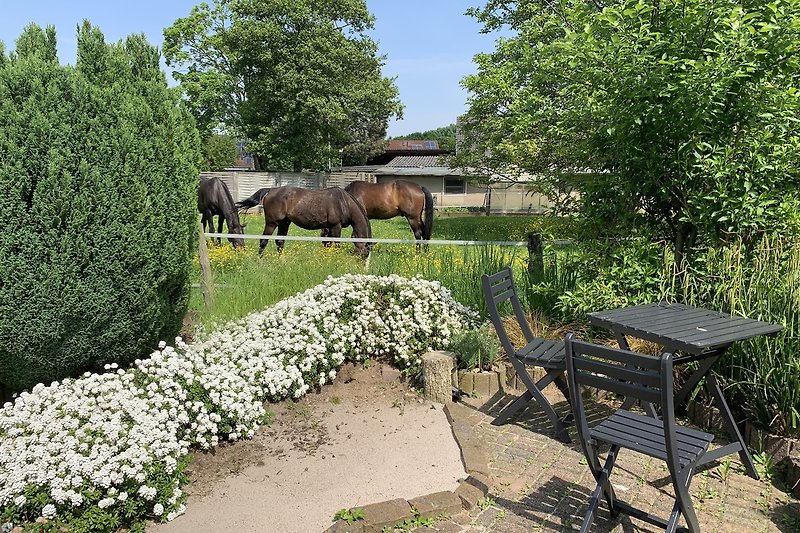 Pferde, Blumen, Bäume, Natur im eigenen Garten!  Entspannung pur!