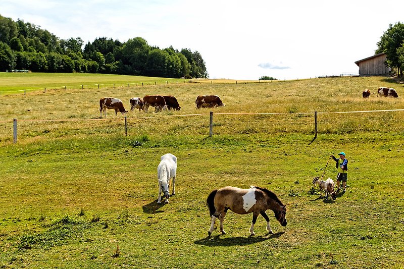 Ein idyllisches Bild von Pferden, Natur und Weite.