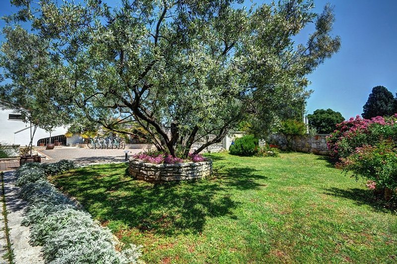 Schöne große 150 Jahre alten Olivenbaum mit Rosen
