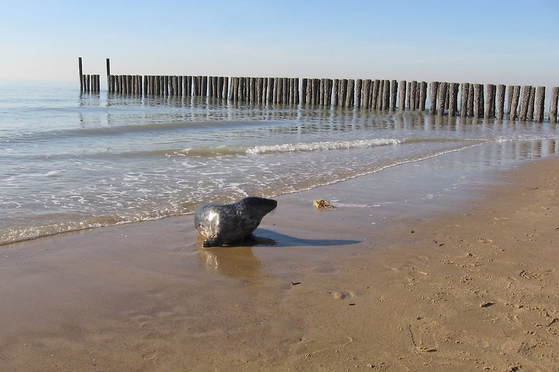 Seehund am strand von Westkapelle.