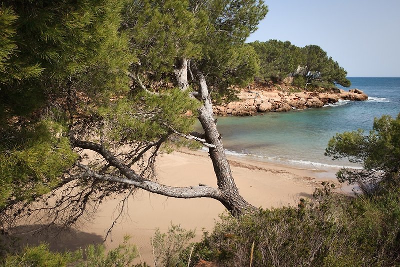 Beautiful sandy creeks between rugged rocky coasts with pines thyme rosemary and even heather.....blissful environment
