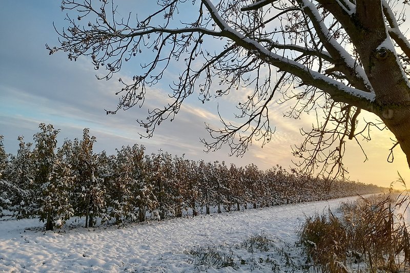 Verschneite Apfelbäume in der Wintersonne