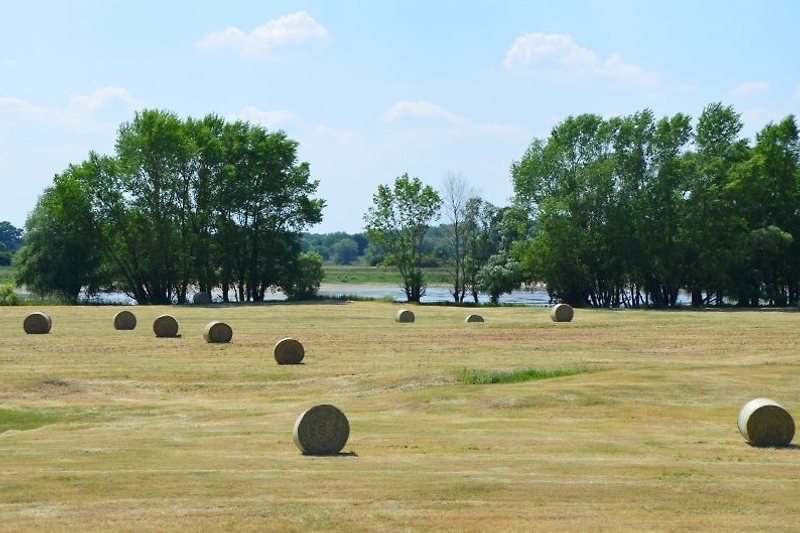 Elbe meadow in summer