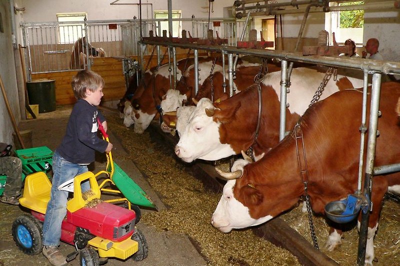 Im Kuhstall mithelfen am Kinder und Familienbauernhof in Bayern