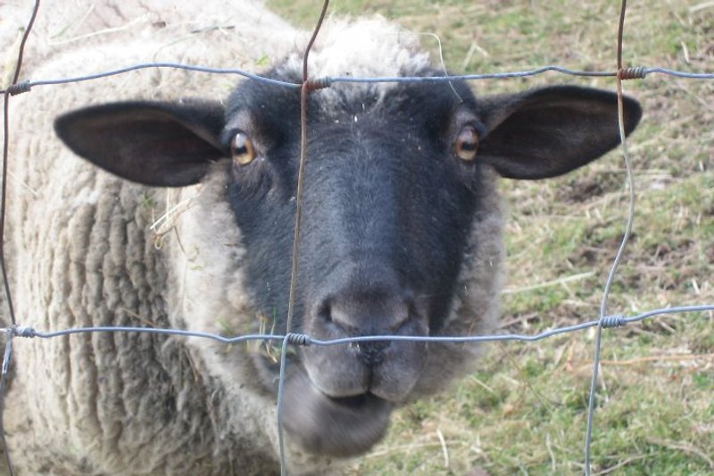 Schafe als unmittelbare Nachbarn