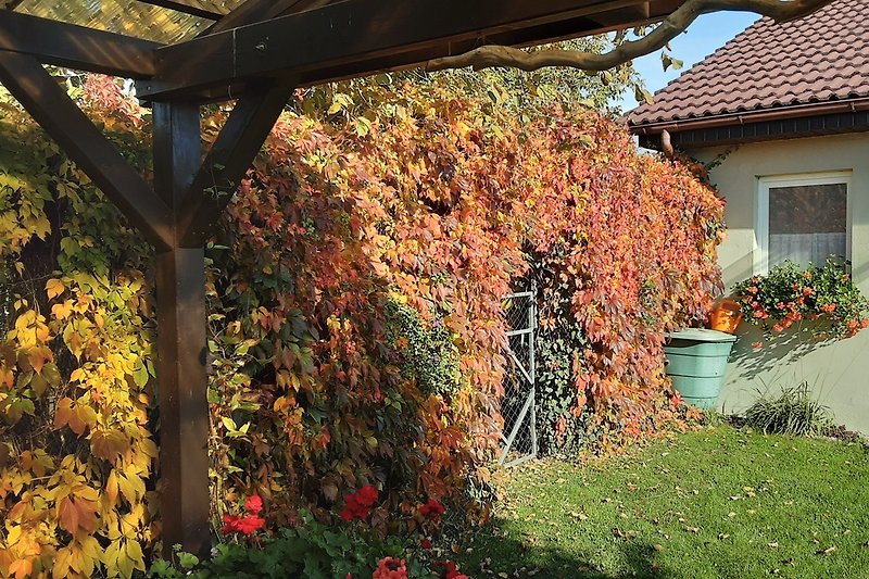 Herbstfärbung 