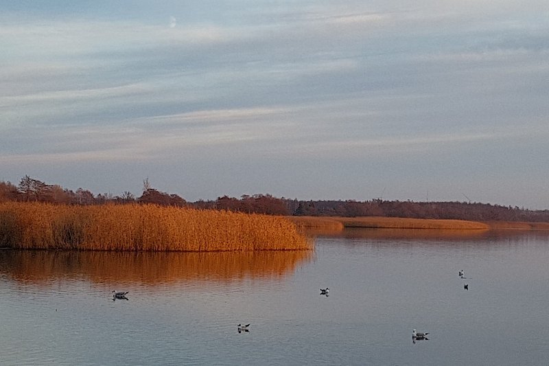 Schöner Ausblick auf ruhigen See, grüne Wiesen und Vögel.
