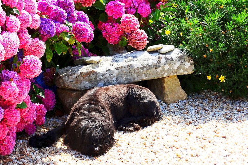 Kuća za odmor u kojoj su dozvoljeni psi, Bretanja
