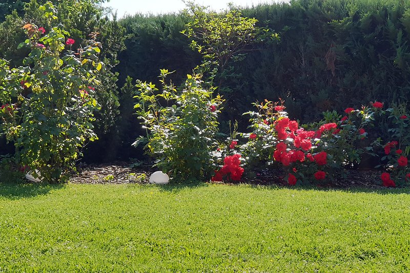 Garten Rosensträucher