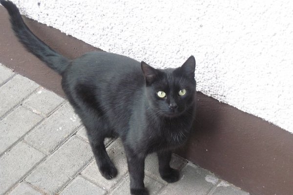 Frau M. Gneuss Frau M. Gneuss