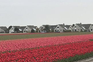 Strandmuschel***** (Ooghduyne 99)