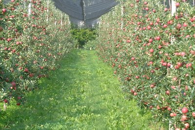 Apfelbauernhof Kober