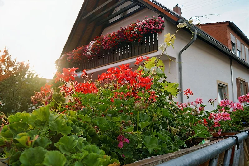 Uitzicht Balkon
