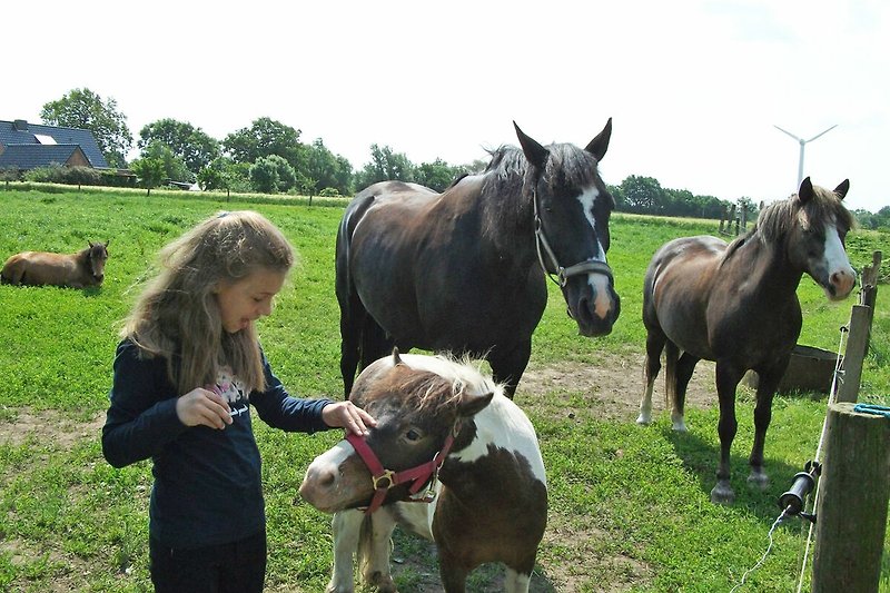 1 Pferd und 3 Ponies stehen den Kindern zur Verfügung