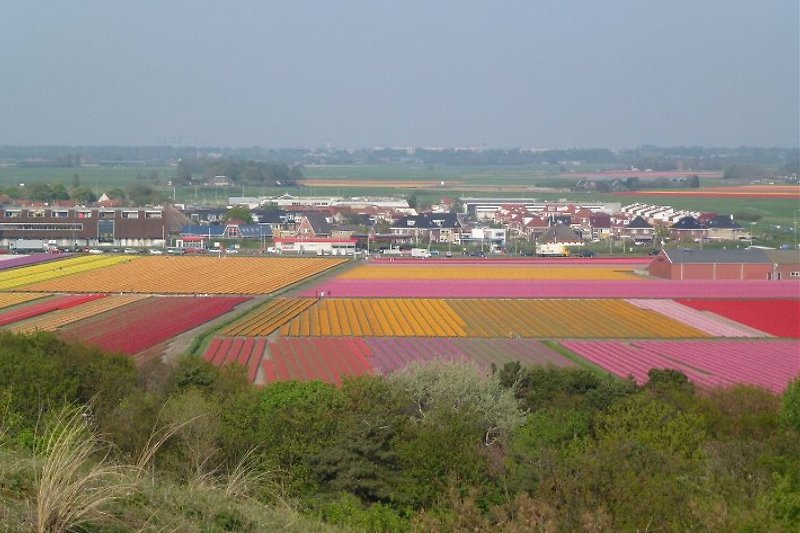 Frühjahr in Egmond