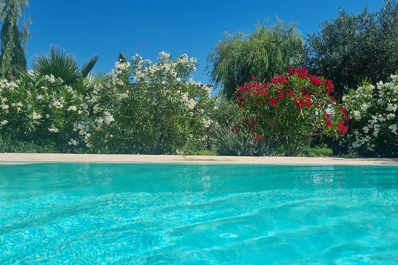 Der Pool im Frühjahr 2023 mit den blühenden Oleander