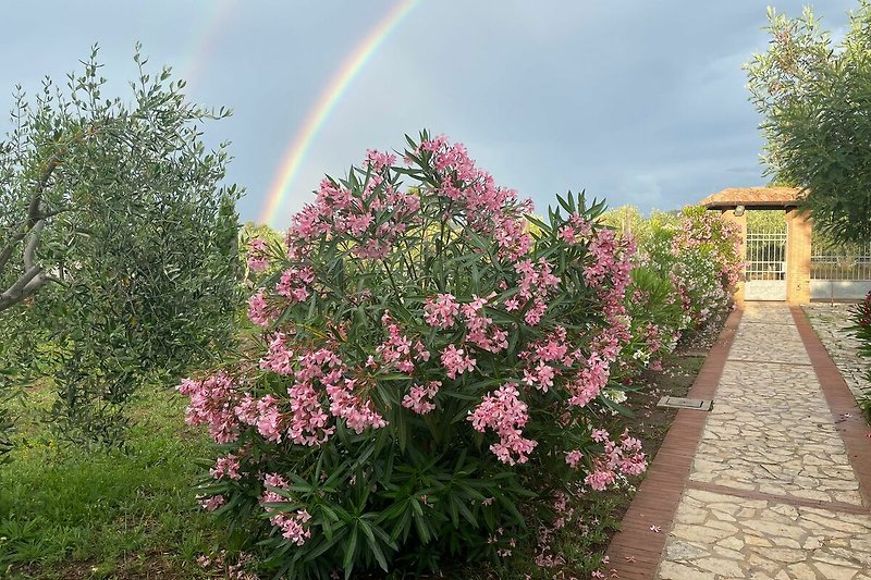 Ein farbenfroher Garten mit blühenden Blumen und einem strahlenden Regenbogen.