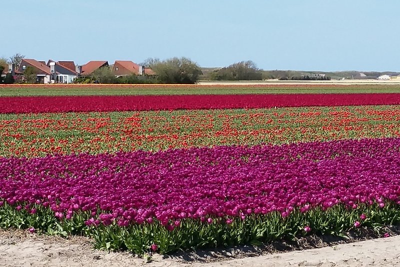 Tulpenfelder in Julianadorp