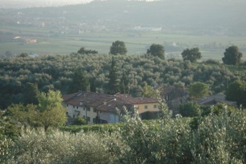 Olive grove and vineyard