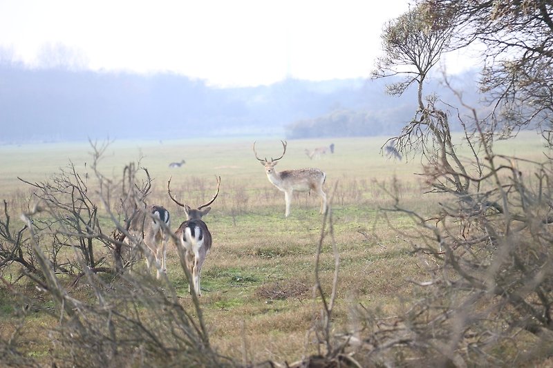 At 12 kilometers -  Amsterdamse Waterleidingduinen where you can walk among the deer. This is where our water comes from