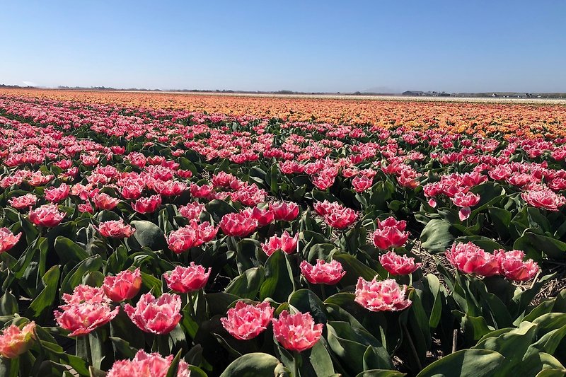 Tulpenfeldern in Früjahr