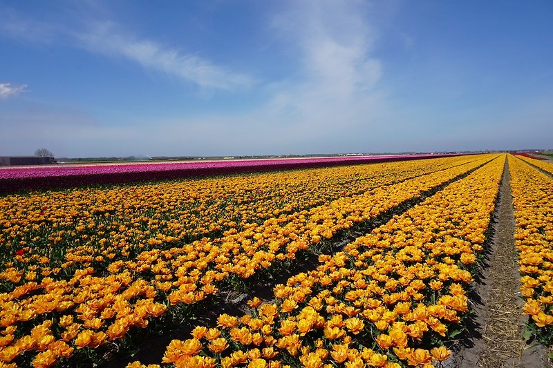 Tulpenfelder im Frühjahr