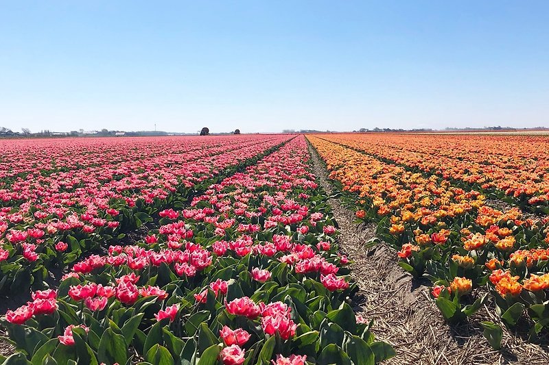 Tulpenfelder im Frühjahr