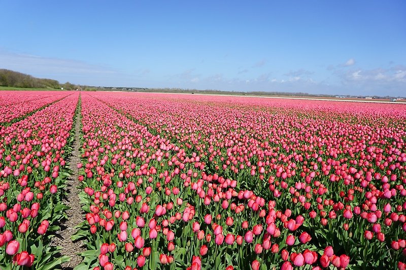 Tulpenfelder im Früjahr