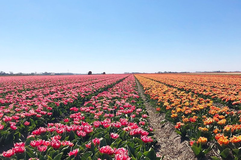 Tulpenfelder im Frujahr