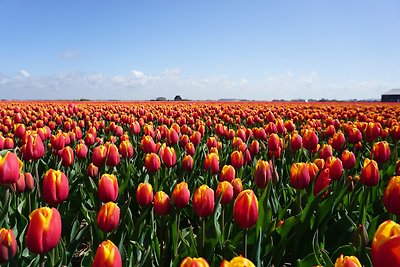 Vakantiehuis Ontspannende vakantie Julianadorp aan Zee