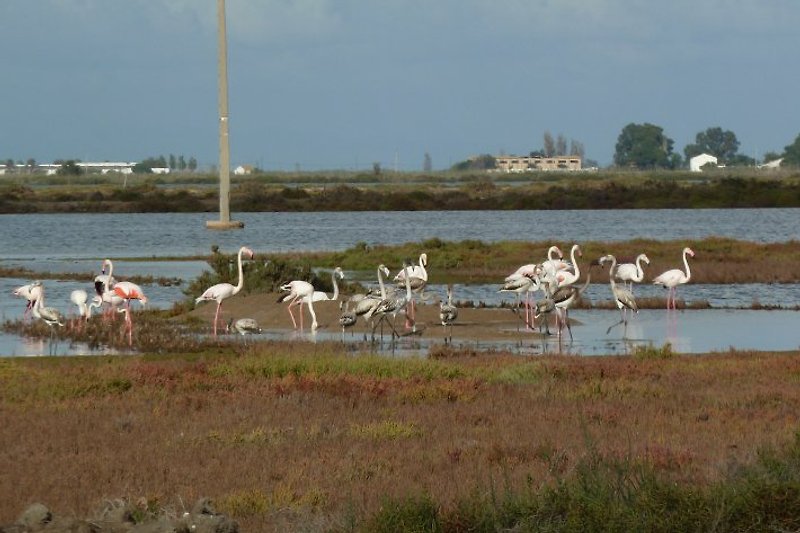 Flamingos im Ebrodelta