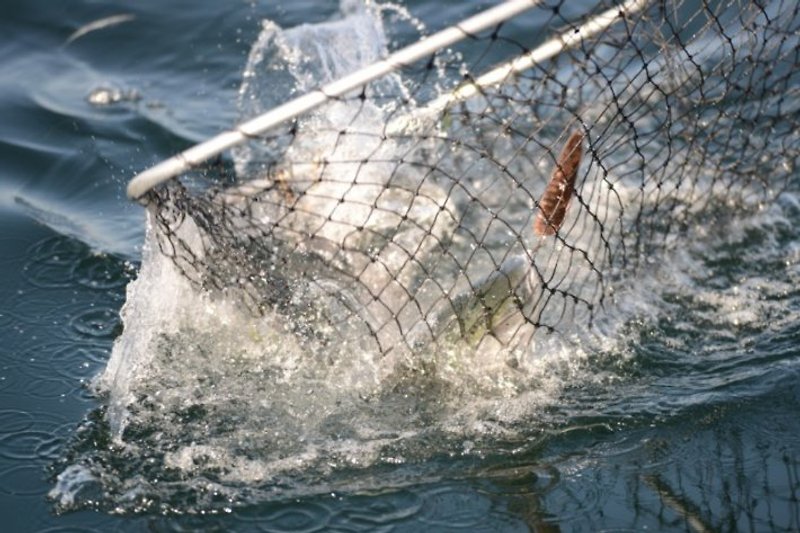 Glowe to mekka dla wędkarzy łowiących łososie.